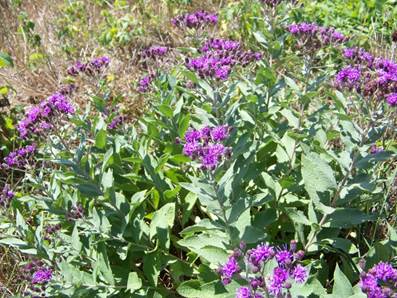 Trails_Flowers-2